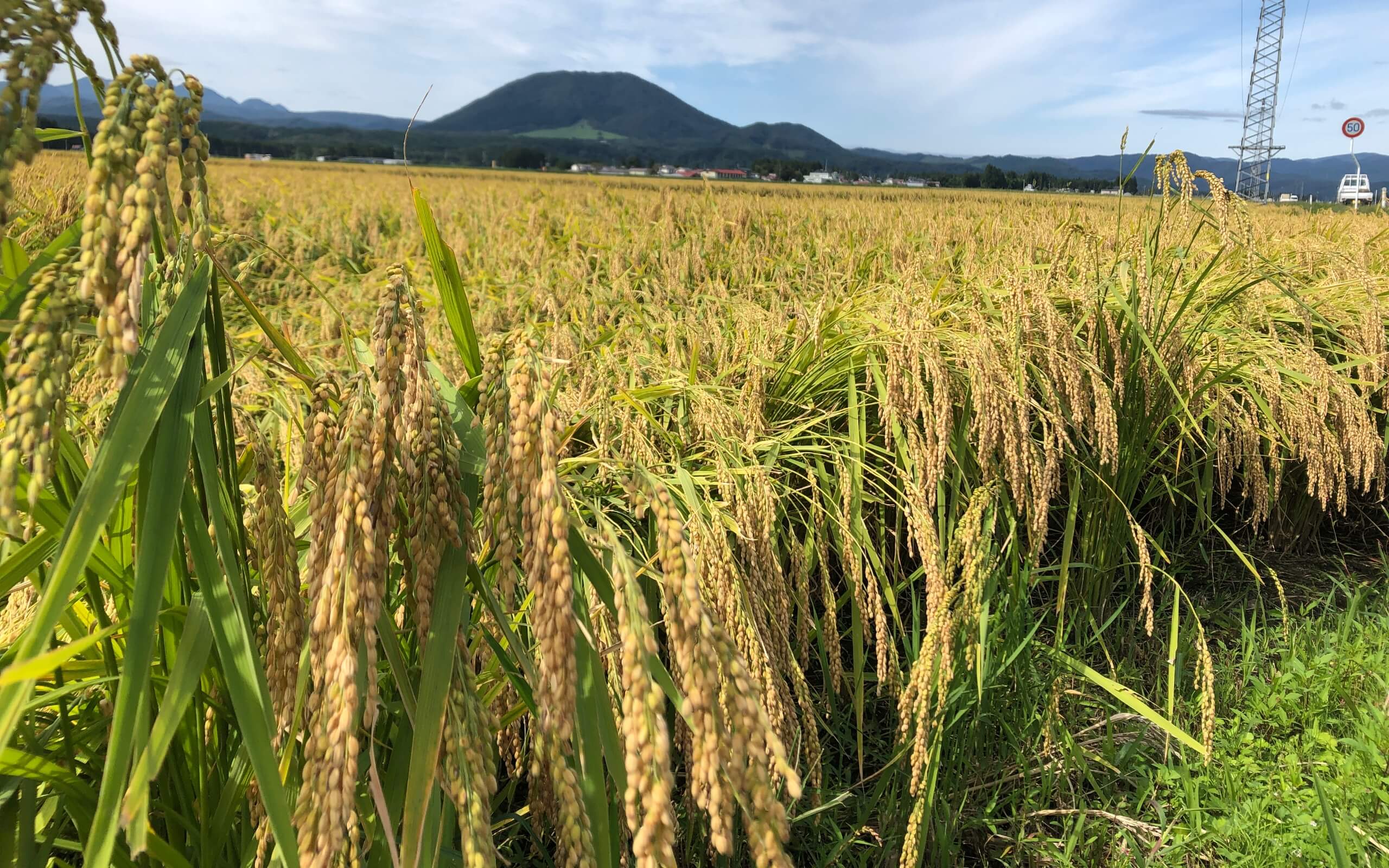 中新田のお米